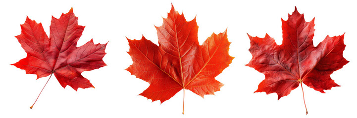 Red Maple Leaf Set Isolated on Transparent or White Background, PNG