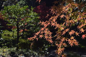 建物、昭和時代建物、紅葉、庭園