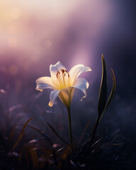 a single white lily in front of a light