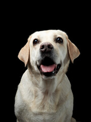 A Labrador Retriever dog gazes upwards, showcased against a stark black backdrop, exuding curiosity