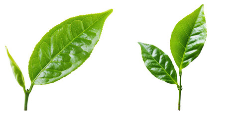 Obraz premium Green Tea Leaf Set Isolated on Transparent or White Background, PNG