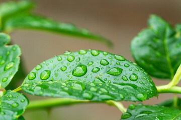 Hojas verdes con gotas de agua y luz solar reflejada en ella. Vista de frente y de cerca. Macro