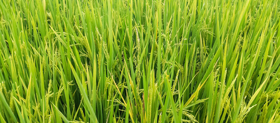 Rice plants in rice fields