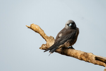 A Wood Swallow bird searching resting on a branch and searching for food.