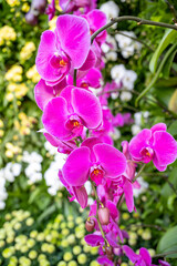 Fototapeta na wymiar Beautiful pink orchid.