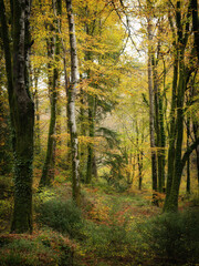 Idless woods in autumn colours bright yellow near truro cornwall uk 