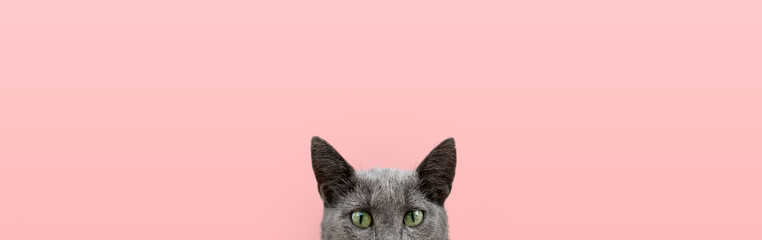 A beautiful funny gray cat looks out from behind a pink table.