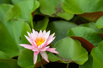 初夏の公園で咲いたハスの花