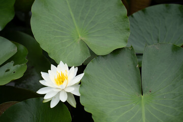 大きな葉に囲まれて咲く白いハスの花