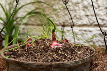 cebolla roja sembrada en casa en cultivo orgánico y sostenible