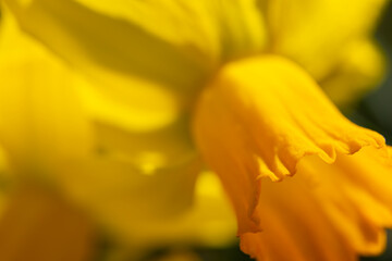 Fototapeta premium close up of yellow daffodil