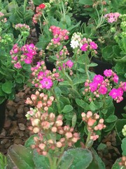 Pink and white flower bed in a garden