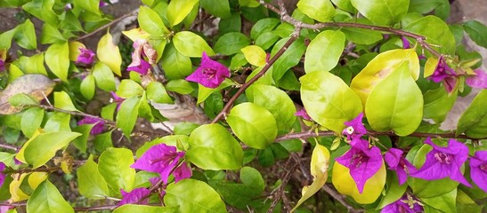 Small cluster of Bougainvillea spectabilis also known as Buganvilla plant