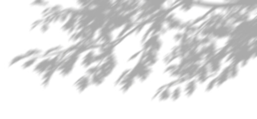 Tree limbs with shade movement realistic graphic on transparent backgrounds 3d illustrations png
