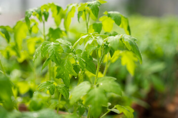 Small tomato plant - being grown to plant out. Selective focus. Green background.	