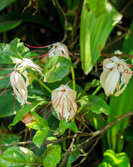 lirio de pantano - Crinum americanum - lirio de agua