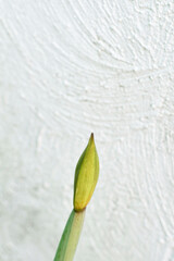 Lirio aun sin crecer, retoño en proceso de maduración.