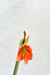 Flores anaranjadas de Lirio brotando.