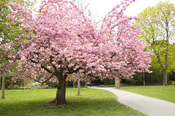 Fototapeta na wymiar Kirschbaumblüte im April