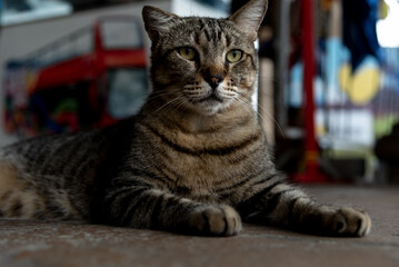 A dark brown cat, sitting, looking to the side.
