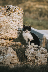 Naklejka na ściany i meble Black and White Cat Perched on Stones