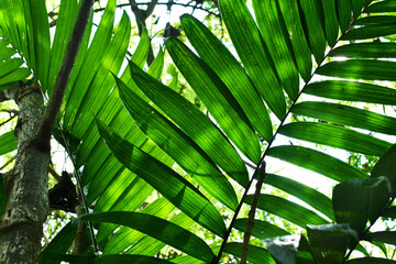 Follaje de hojas verdes en la selva en Guatemala. - obrazy, fototapety, plakaty