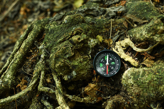 Br&uacute;jula tirada en el bosque sobre el tronco de un &aacute;rbol.