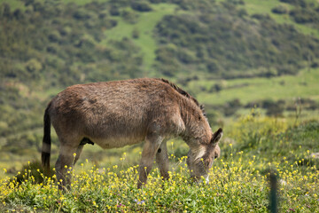 Naklejka na ściany i meble Esel grast auf grüner Weide in Andalusien, Spanien