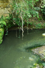Afluente natural de agua en el bosque, toma vertical.