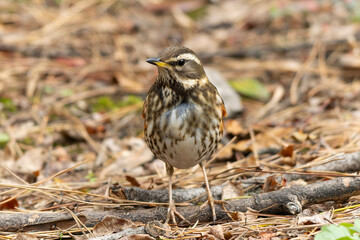 Obraz premium 地面に落ちている枝の上に立つワキアカツグミ