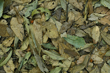 Fondo de hojas secas en el bosque. Toma Horizontal.