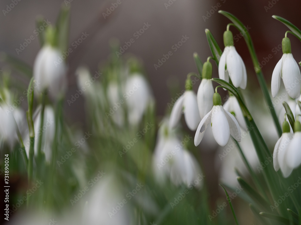 Sticker wild snowdrops in a cluster