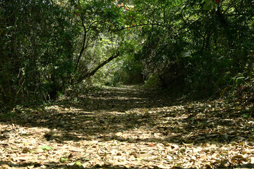 Camino de hojas secas en la selva Guatemalteca.