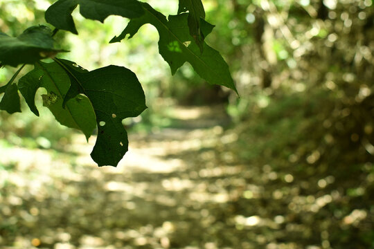 Hojas verdes y sendero en el bosque.