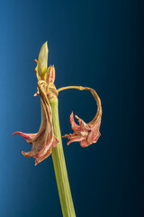 Fading flower of a amaryllis on a blue background