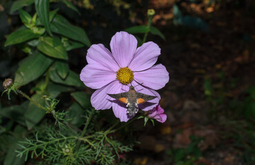 Fototapeta premium Hawk moth butterfly on a pink flower background