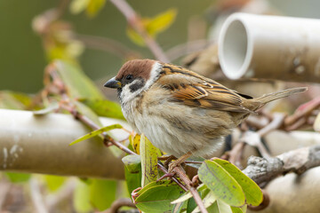 蔦にとまるスズメ