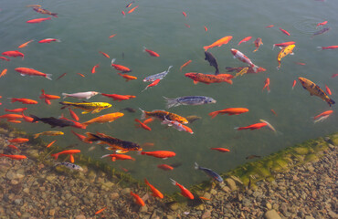koi carp in a pond on a sunny day