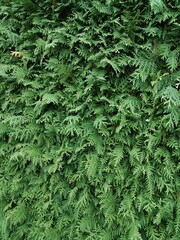A close up of a lush, White Cedar plant with abundant leaves showcasing nature's vibrancy and vitality.