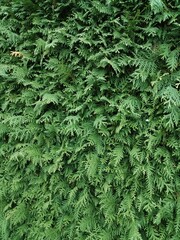 A close up of a lush, White Cedar plant with abundant leaves showcasing nature's vibrancy and...