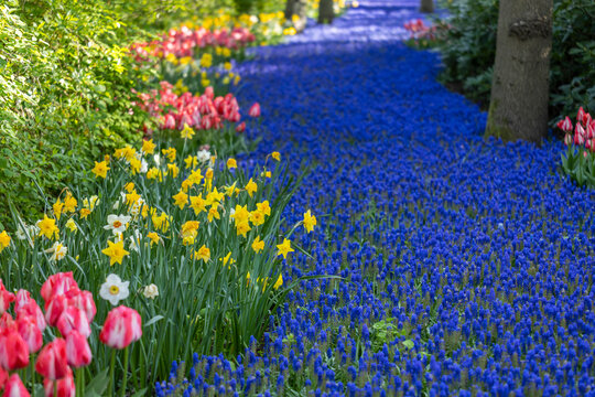 Muscari flowers (Muscari armeniacum) and Narcissus jonquilla, rush narcis in Keukenhof flower garden, Lisse, Netherlands