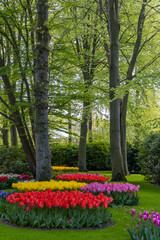 Keukenhof flower garden - largest tulip park in world, Lisse, Netherlands