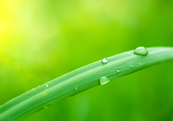  dew drops on bright green grass.