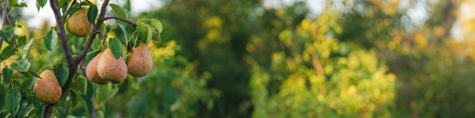 Pear harvest on the tree. Selective focus.