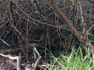 roots of a tree in water