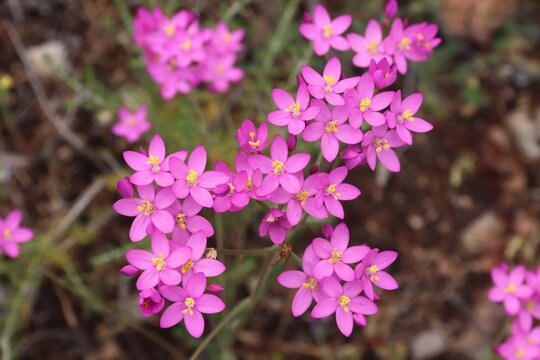 Seaside Centaury - Centaurium littorale