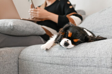 Pretty young woman sitting at home on sofa front of laptop with her pet dog working online