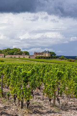 Fototapeta na wymiar Typical vineyards near Chateau d Yquem, Sauternes, Bordeaux, Aquitaine, France