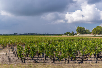 Fototapeta na wymiar Vineyards near Margaux (Chateau Margaux), Bordeaux, Aquitaine, France