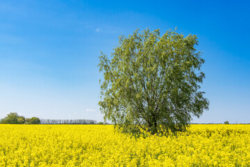 Blühendes Rapsfeld und Bäume bei Parkentin im Frühling